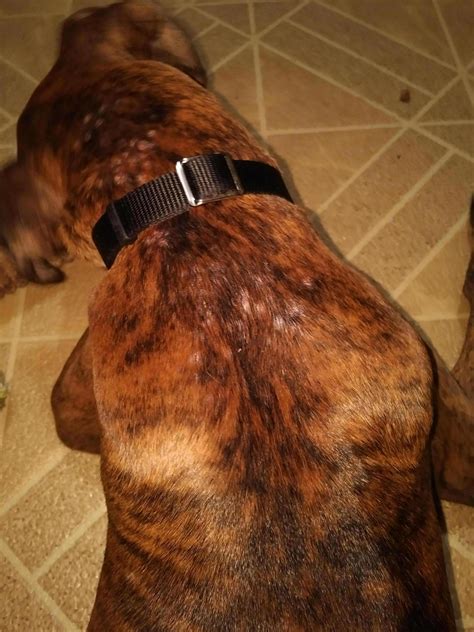 Pimples Bumps On Skin Boxer Forum Boxer Breed Dog Forums