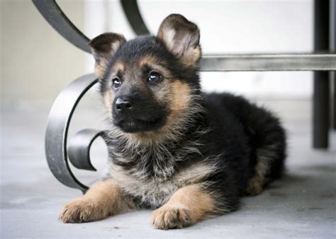 Cutest German Shepherd Puppies Ever Pets Lovers