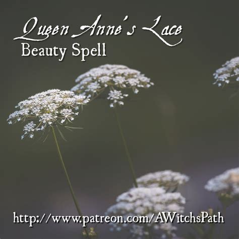 Queen Anne S Lace Beauty Spell MichelleSimkins On Patreon Queen Annes Lace Beauty Spells