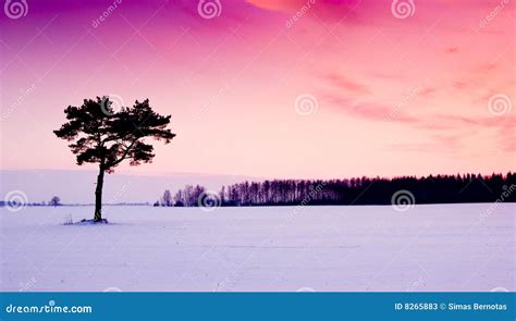 Purple Winter Sunset Stock Photos Image 8265883