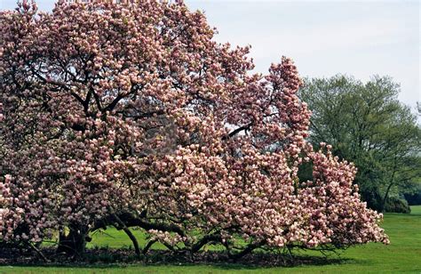 Royalty Free Image Giant Magnolia Tree By Acmphoto