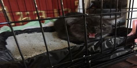 Check spelling or type a new query. ลูกแมวหลงมากับเครื่องรถยนต์ ใครมีประสบการณ์มาแชร์กันหน่อย ...