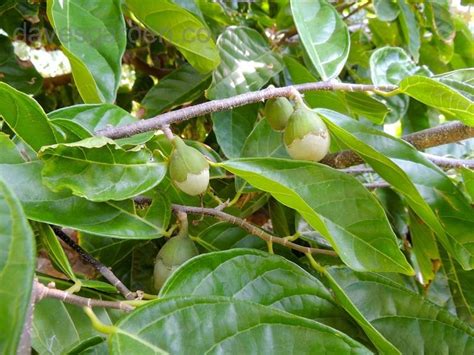 Some fruit trees require a different variety of the same species to pollinate the fruit. PlantFiles Pictures: Flor de Cacao, Cacahuaxochitl ...