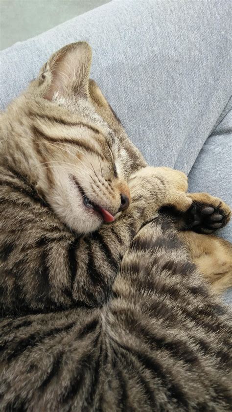 Blepped While Sleeping Meow Moe Kittens Cutest Cute Cats Kittens