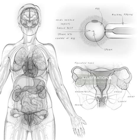 Female Reproductive Organs Illustration By Juliet Percival Medical