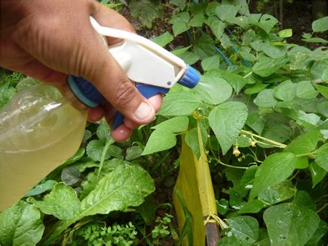 Insecticidas Org Nicos C Mo Hacerlos En Casa