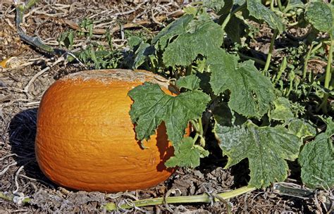 Gwenael engelskirchen, who tests new varieties. Powdery Mildew In Pumpkins - What To Do For Powdery Mildew ...