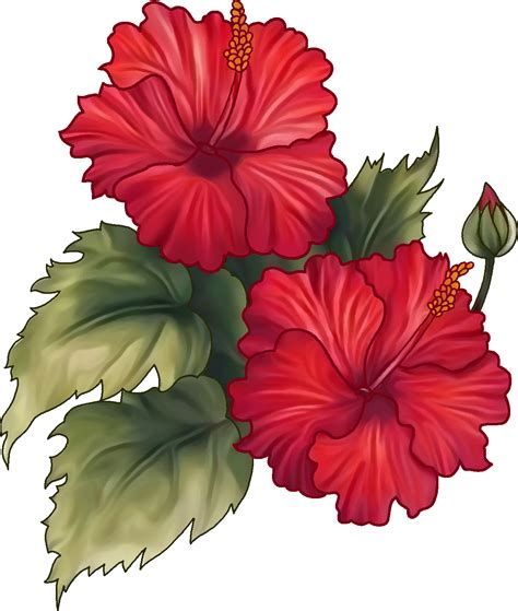 Hibisco Png Transparente Png All