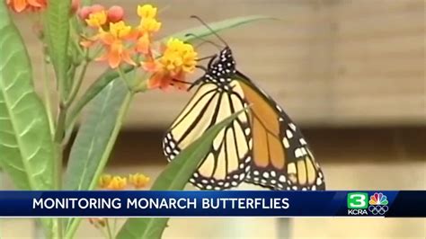 Monarch Butterfly Population On Decline Public Asked To Help Youtube
