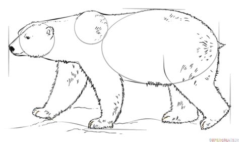 How To Draw A Polar Bear Step By Step Drawing Tutorials