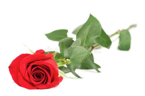 Red Rose Flower Stock Image Image Of Close Flower Bunch 16757199