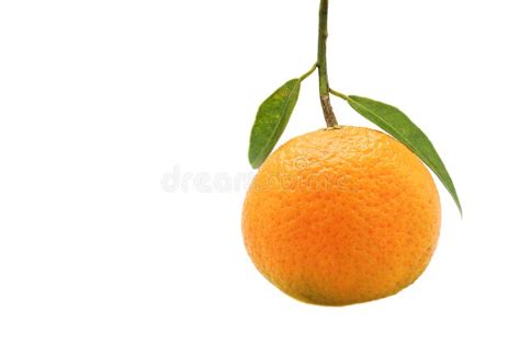 A Single Orange Fruit With Leaf Isolated On White Background Stock