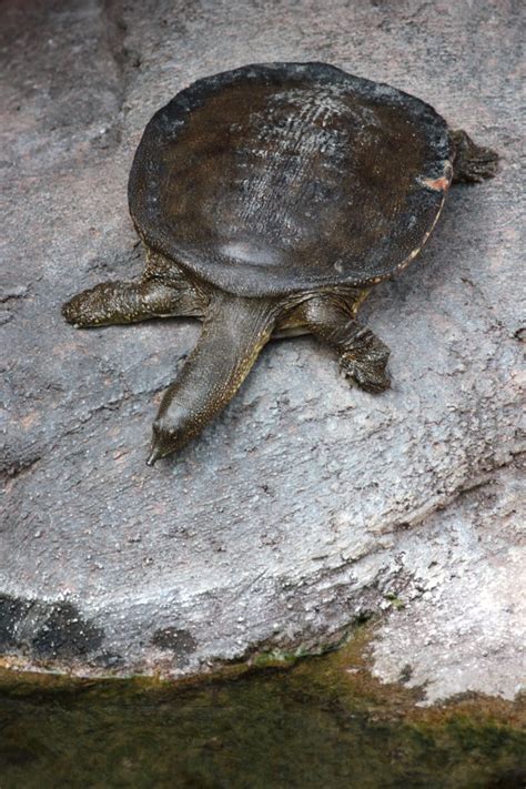 Softshell turtle shells are olive, black or brown color with many stains. African softshell turtle - Wikipedia