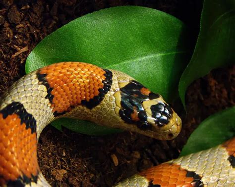 Gray Banded Kingsnake Facts Diet Habitat And Pictures On Animaliabio