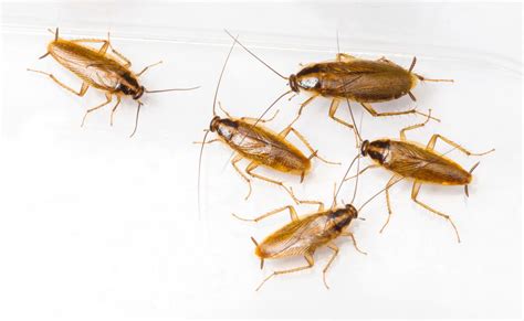 Cockroach Pest Control Essex And Suffolk Pest Solutions