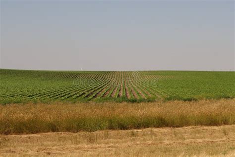 Nebraska Corn Fields Stock Photo Image Of Vegtabales 42704286