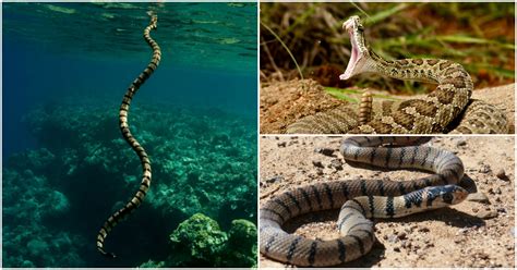 10 Most Poisonous & Deadliest Snakes Of The World - NeoPress