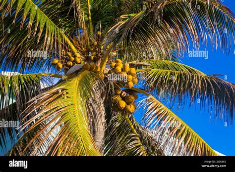 Tall Coconut Palm Tree With Coco Nut Fruit Stock Photo Alamy