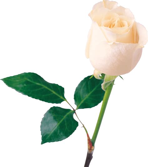 White Rose Png White Roses Pictures Images Png Images Rosé Png Red