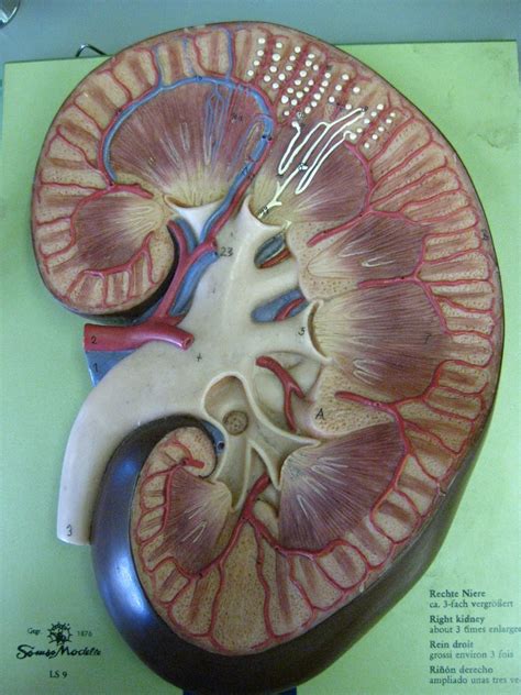 Correctly label the blood vessels of the kidney. Kitty Tubes - Digestive System, Reproductive System, and Urinary System: Human Kidney and ...