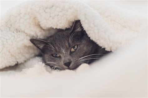 Then, dilute a tub safe use of essential oils for cats. Ways to Keep Your Cat Safe and Warm this Winter | All ...