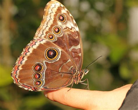 Morpho Peleides ~blue Morpho Butterfly One Of Many