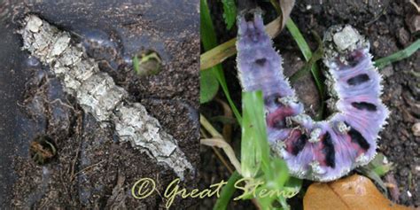 They the plant be more of scary looking, so no body dares to touch or harm it. Cool Caterpillar | Great Stems