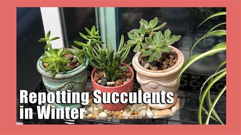 🌿 Repotting Succulents Indoors How To Repot Succulents 🌿 Youtube