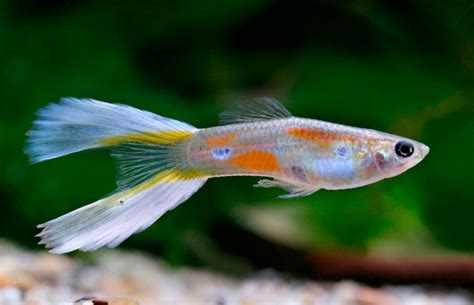 Poecilia Reticulata Lyretail Vorkstaart Guppy Lyretail Vorkstaart