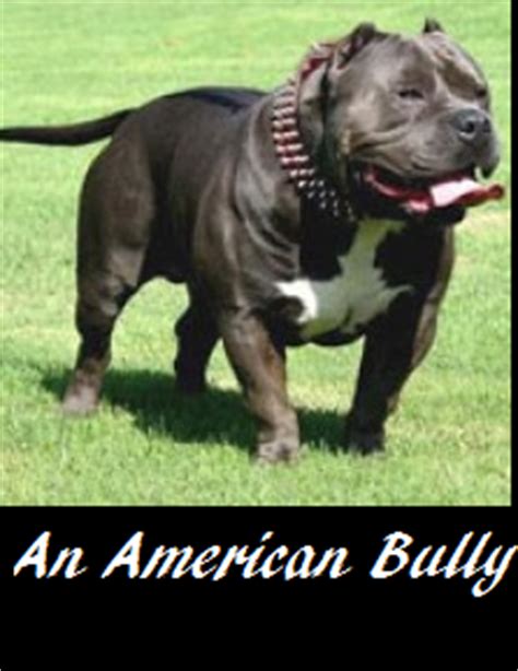 How can i submit a all black xxl pitbulls for sale result to couponxoo? What are Blue Nose Pit bulls? - Daily Dog Discoveries