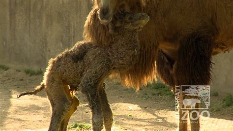 The cincinnati zoo was founded by andrew erkenbrecher, who was president of cincinnati's first telephone company, on september 18, 1875 cincinnati zoo highlights. Camel Birth Highlights - Cincinnati Zoo - YouTube