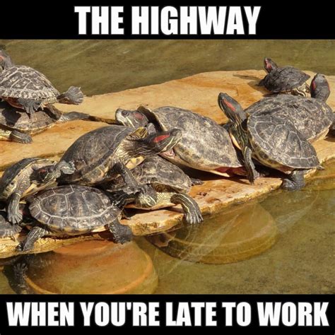 17 Cute Turtle Memes To Make You Smile Or Lol