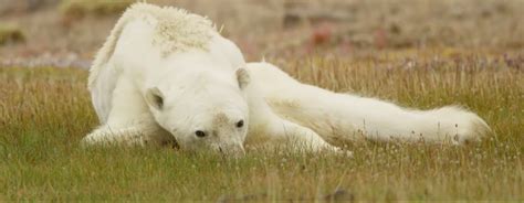 Viral Video Of A Starving Polar Bear Tells A Bigger Story