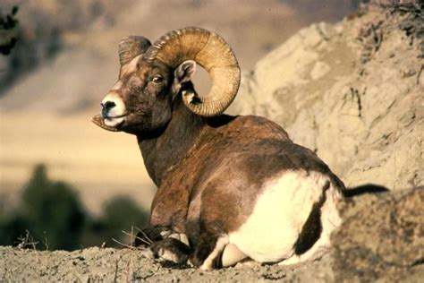 Filebighorn Ram Animal Ovis Canadensis