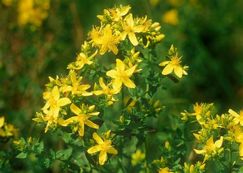 This hypericum perforatum 200ck by boiron relieves my discomfort. ST JOHNS WORT HYPERICUM PERFORATUM - 0.5 GRAM (WILD ...