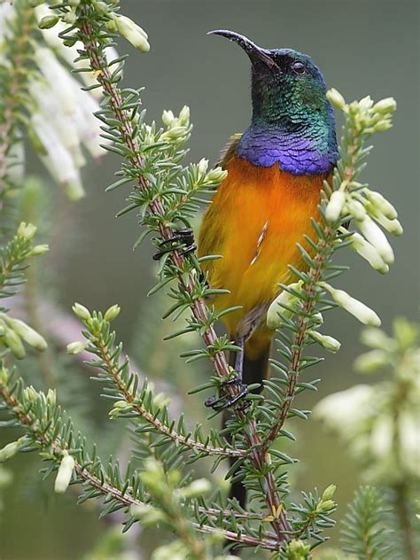 South African Birds Orange Breasted Sunbird Wildlife Insight