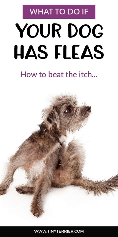 What To Do If Your Dog Has Fleas Help My Dog Has Fleas Dogs