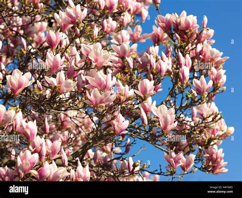 Blooming Magnolia Magnolia Stock Photo Alamy