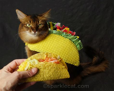 Taco Cat Tuesday With Tacos Summers Fabulous Cat Life