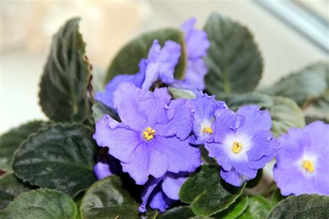 The last indoor flowering plant for beginners that i want to talk about is the cyclamen. 11 Best Indoor Flowers for Beginners: Easy to Grow Bloomers