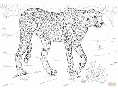 Coloring Animal Pages Realistic Printable Jungle Animals