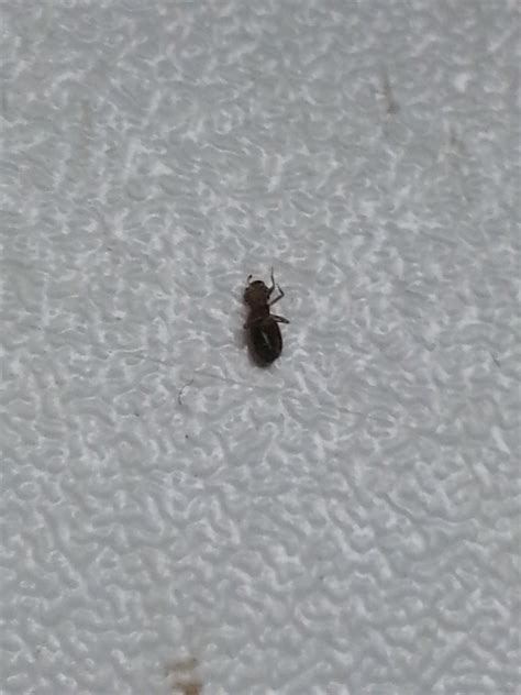 Käfer sehen oft ähnlich aus, unterscheiden sich jedoch in größe und gewohnheiten. Kleine Käfer mit Fühler(?) in der Wohnung (Schädlinge)