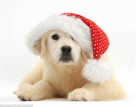 人気の新作 Holiday 365 Christmas Cute Dog Santa Hat With Mask パーカー Kids