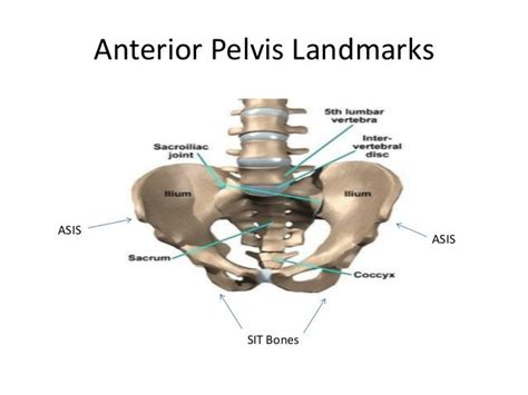 Pelvis Shoulder Anatomy