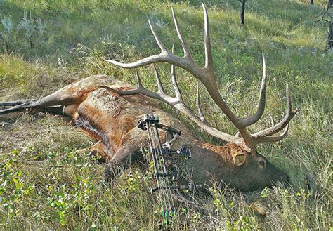 Potential World Record Elk Here In Montana Montana Hunting And Fishing