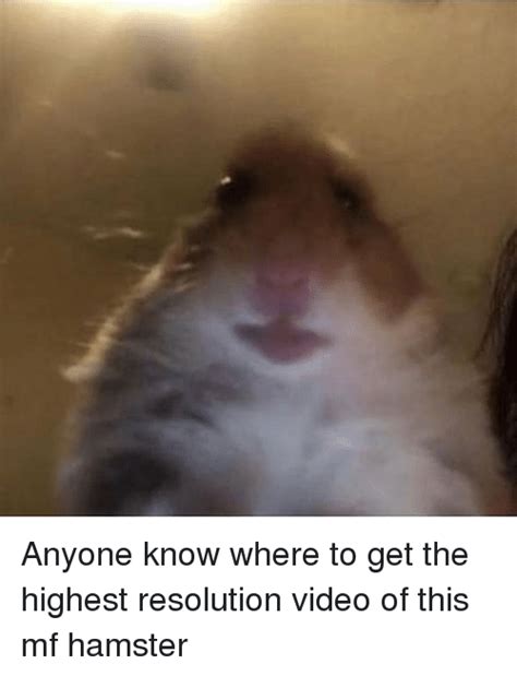 Anyone Know Where To Get The Highest Resolution Video Of This Mf Hamster Hamster Meme On Meme
