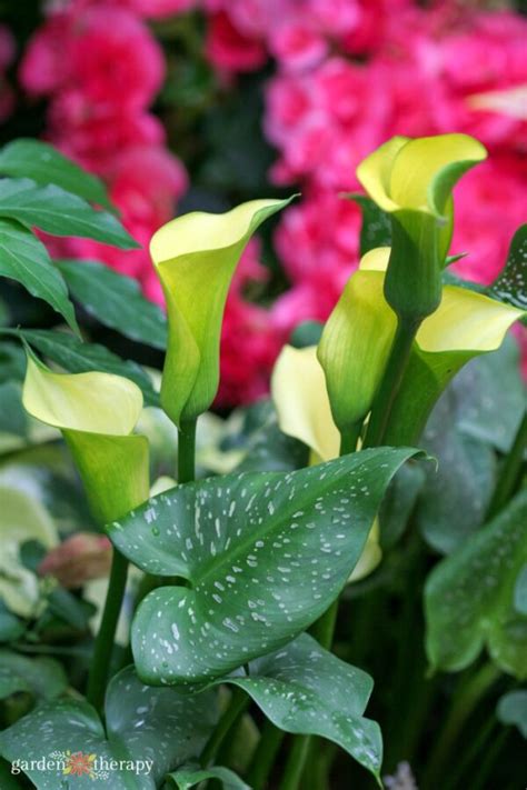 Growing Guide The Elegant And Unique Calla Lily Garden Therapy