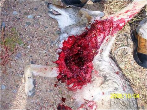 How fast are bullets in mph? 50 Cal Bullet Wound On Human / Pin by Isaiah Vigil on Ammo and Ballistics | Motor cortex ...