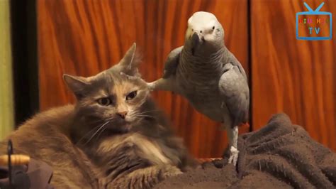 Funny Animal Mating Top Funny Parrots Annoying Cats In The World