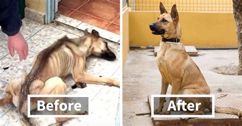 30 Heartwarming Before And After Pictures Of Dogs That Were Rescued And